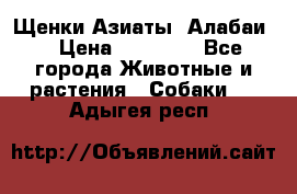 Щенки Азиаты (Алабаи) › Цена ­ 20 000 - Все города Животные и растения » Собаки   . Адыгея респ.